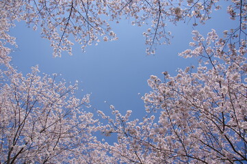 桜の花を見上げる　桜と青空
