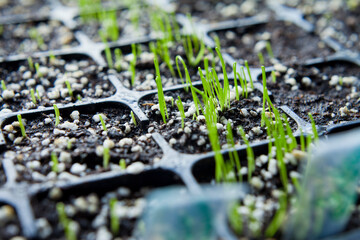 Allium family seedling tray with onion, leek, chives, shallots and garlic chives. - obrazy, fototapety, plakaty