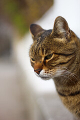 Fototapeta premium striped serious cute cat in spring.