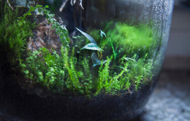 Mossy forest in a jar, houseplant.
