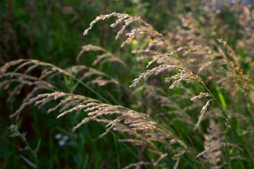 Close up of green pampas grass at summer day