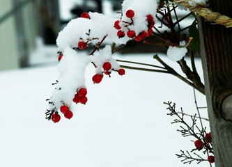 寒中のナンテン