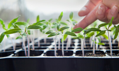 Tomato seedlings growing in a plastic multitray on a sunny windowsill.