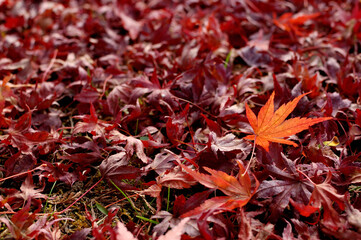 紅葉したもみじの葉が多数落ちているところ