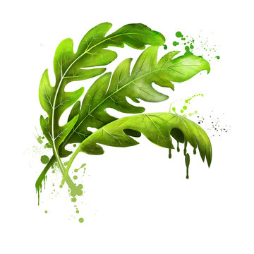 Arugula icon. Eruca sativa. Annual plant known as salad rocket, rucola rucoli rugula colewort roquette, and arugula. Plant of the Brassicaceae family. Garden rocket, rocket and eruca. Digital art.