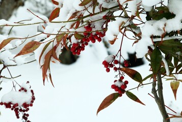 寒中のナンテン