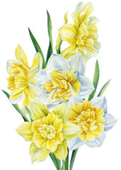 Watercolor flowers daffodils on isolated on white background, spring bouquet