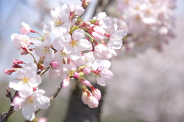 桜の花　ソメイヨシノ　満開の桜の花