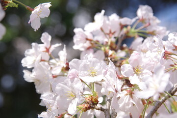 桜の花　ソメイヨシノ　満開の桜の花