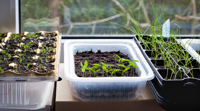 Vegetable seedlings on the windowsill. Young plants frowing in upcycled plastic containers.