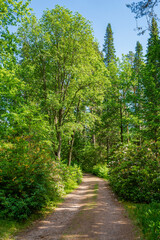 View of the walking trail in the forest, Arboretum Mustila, Finland