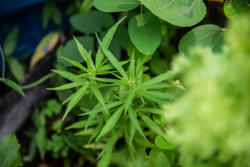 Green leaf of Marijuana in nature.