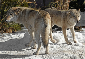 Couple of strong and beautiful Eurasian wolves (Canis lupus lupus) on sunny day in early spring