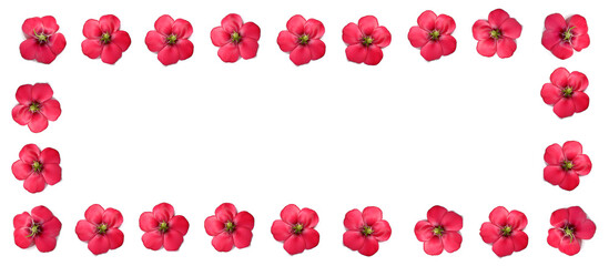 a wide frame of red flowers of decorative flax on a white background. for spring and summer wishes