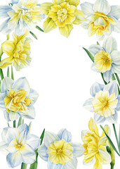 Naklejka na ściany i meble Frame of flowers daffodils on isolated on white background. Watercolor spring bouquet. Greeting card