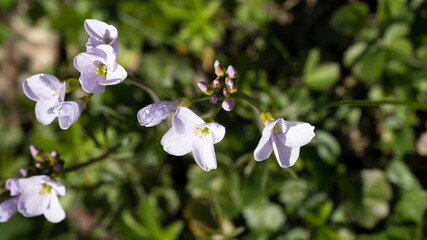 Cardamine pratensis | Cardamine crassifolia | Cardamine latifolia | Cardamine de près | Faux cresson | Cressonnette | Passerage sauvage | Petite dentaire