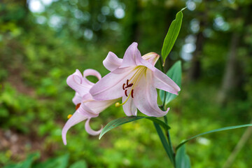 初夏の里山に咲くササユリの花