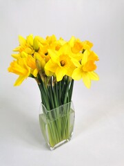 yellow daffodils in vase on a white background