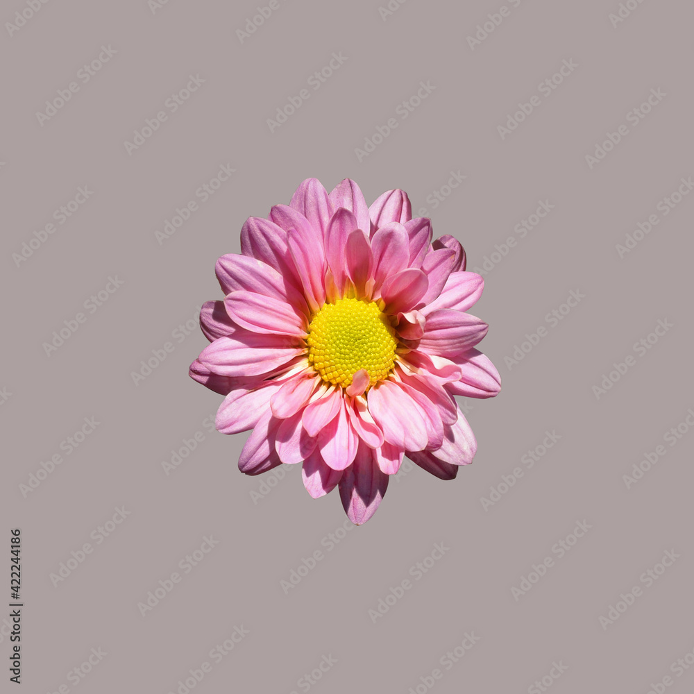 Canvas Prints pink mum flower top view close up, iisolated on grey background with clipping path included.