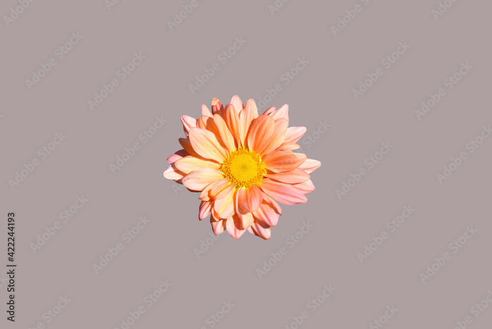 Wall mural orange mum flower top view close up, isolated on grey background. clipping path included.