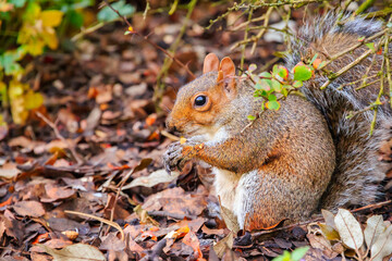 Naklejka na ściany i meble Squirrel eating acorns in Regent's Park of London