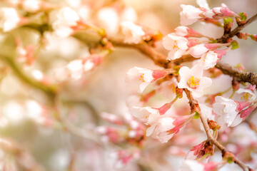Spring background. Blooming branch with small pink and white flowers in sunlight