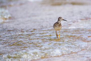 A long-beaked shorebird strolling through shallow surf 