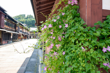 夏の金沢旅行　ひがし茶屋街