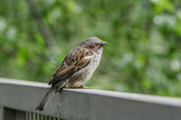 Male House Sparrow (Passer domesticus) in park, Central Russia