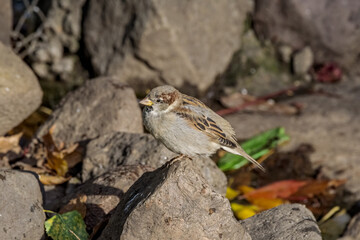 Male House Sparrow (Passer domesticus) in park, Central Russia