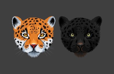 Fototapeta na wymiar Vector illustration of black panther and jaguar