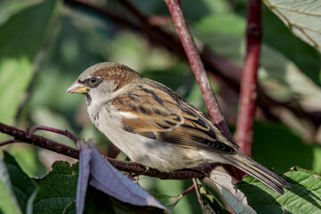 Male House Sparrow (Passer domesticus) in park, Central Russia