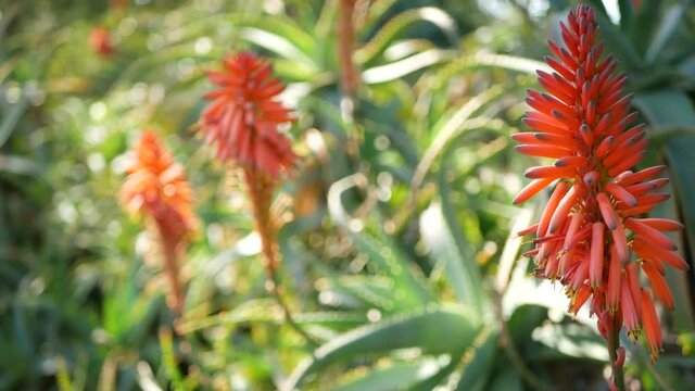 Aloe succulent plant red flower, California USA. Desert flora, arid climate natural botanical close up background. Vivid juicy bloom of Aloe Vera. Gardening in America, grows with cactus and agave.
