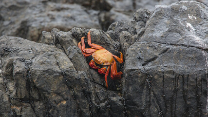 Sally Lightfoot krab (Grapsus grapsus) on rock along the coast of northern Chile © Chris