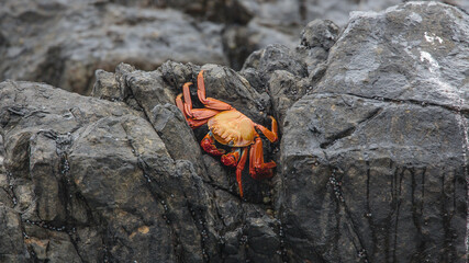 Sally Lightfoot krab (Grapsus grapsus) on rock along the coast of northern Chile