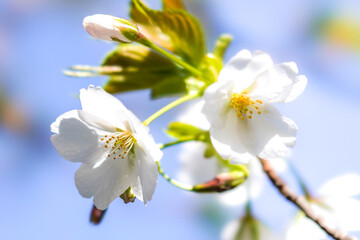 Fototapeta premium 大島桜