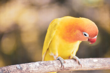 Beautiful yellow parrot lovebird inside a cage