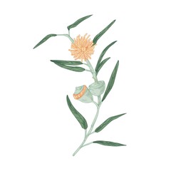 Blooming Australian eucalyptus flower with blossomed buds, burgeons and leaves. Colored botanical element in retro style. Hand-drawn vector illustration isolated on white background