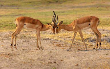 Confrontation between two Impala (Aepyceros melampus) bucks