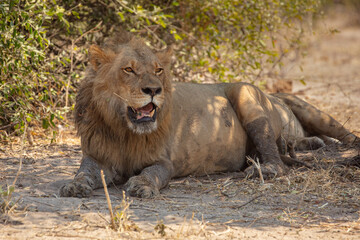 male lion (panthera leo) panting in the shade of a tree to escape the heat of the day
