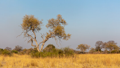 Fototapeta premium Savanna landscape with grassland and trees in the Cprivi strip in the north of Namibia