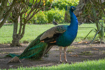 Obraz premium Bright peacock walking in a tropical garden
