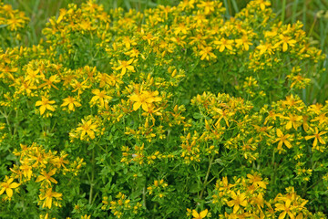 Blühendes Johanniskraut, Hypericum perforatum, in der Wildnis