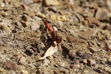 Dragonfly sitting on the ground.