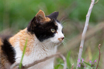 見つめる猫　三毛猫