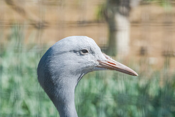 Blue Crane (Anthropoides paradiseus)