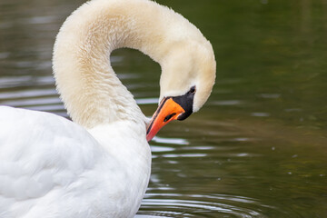 White mute swan cygnus olor grooming its white plumage and white feathers with orange beak to clean feathers and grease feathering to swim and keep warm when swimming on a lake as graceful waterbird