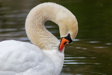 White mute swan cygnus olor grooming its white plumage and white feathers with orange beak to clean feathers and grease feathering to swim and keep warm when swimming on a lake as graceful waterbird