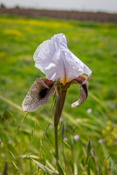 Iris bismarckiana - colourful Oncocyclus flower