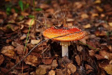 Red fly agaric in autumn forest. Poisonous mushroom. Amanita muscaria, closeup